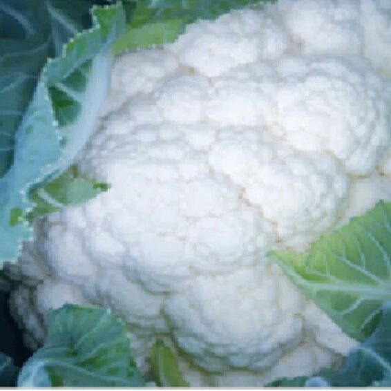 Syngenta Tetris Cauliflower Hybrid Seeds 2000SD