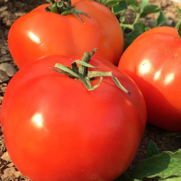 Syngenta TO-3150 Tomato Hybrid Seeds 3000SD