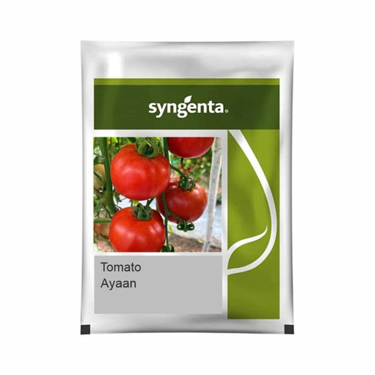 Syngenta Ayaan (TO 7042) Tomato Hybrid Seeds 3500SD