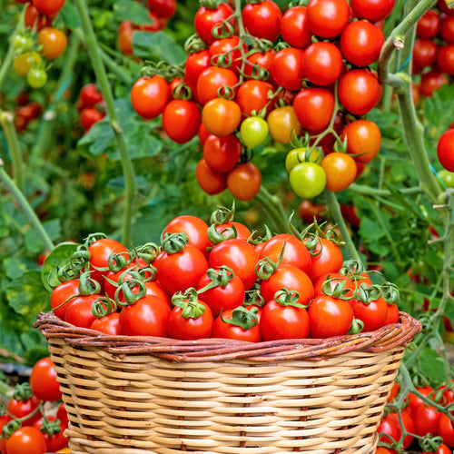 Tomato