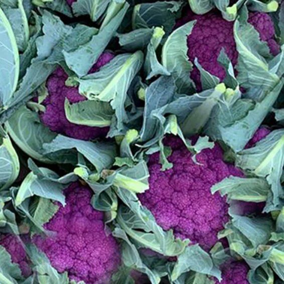 Syngenta Valentena Cauliflower Hybrid Seeds