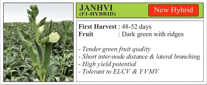 VNR Janhvi Bhindi Hybrid Seeds 250 Gm