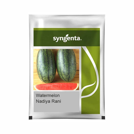 Syngenta Nadiya Rani Watermelon Hybrid Seeds 1000SD