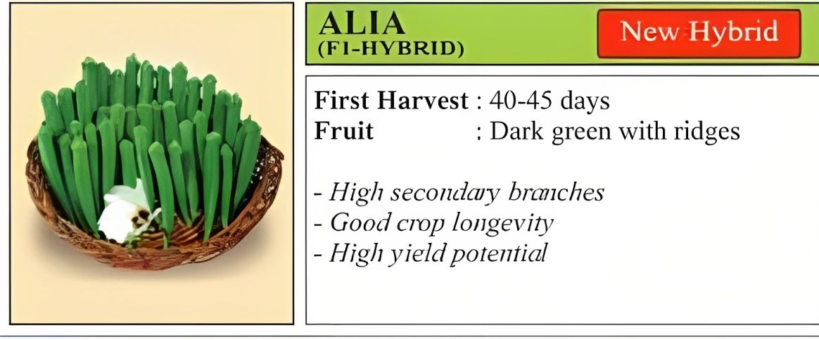 VNR Alia Bhindi Hybrid Seeds 250 Gm