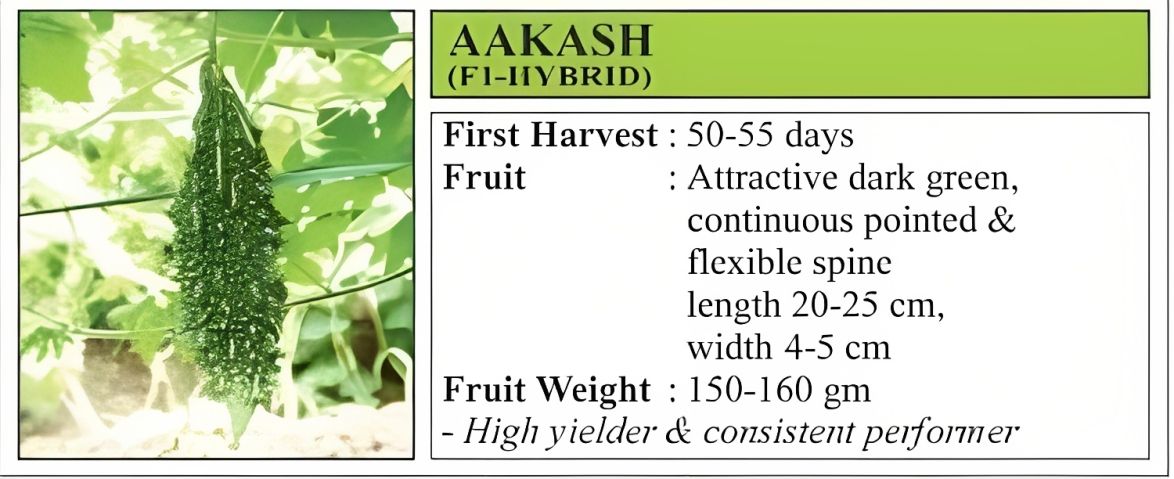 VNR Aakash Bitter Gourd Hybrid Seeds 50 Gm