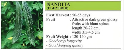 VNR Nandita Bitter Gourd Hybrid Seeds 50 Gm