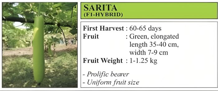 VNR Sarita Bottle Gourd Hybrid Seeds