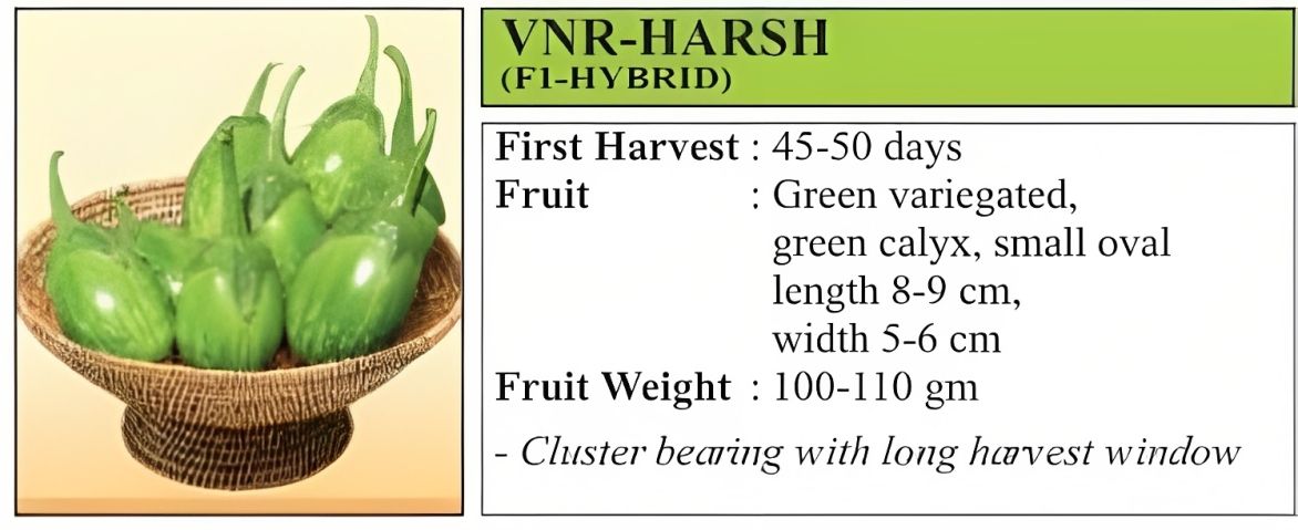 VNR Harsh Brinjal Hybrid Seeds 10 Gm