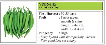 VNR 145 Chilli Hybrid Seeds 10 Gm