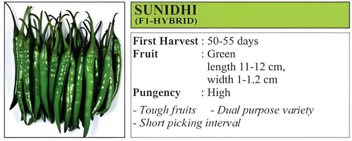 VNR Sunidhi Chilli Hybrid Seeds 10 Gm