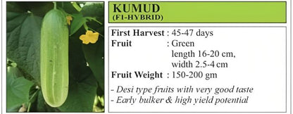 VNR Kumud Cucumber Hybrid Seeds 10 Gm