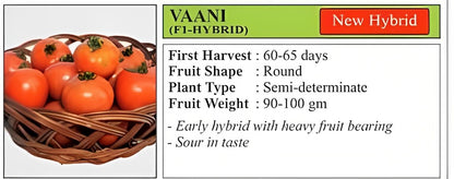 VNR Vaani Tomato Hybrid Seeds 10 Gm