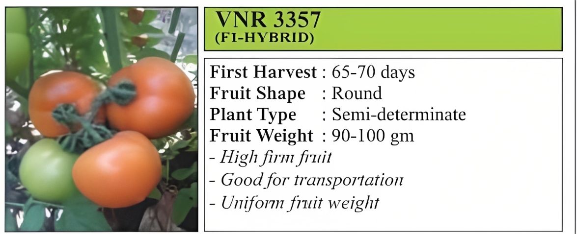 VNR 3357 Tomato Hybrid Seeds 10 Gm